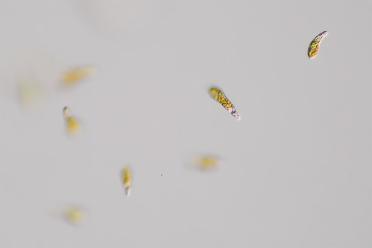 Microscopy image of Euglena hiemalis