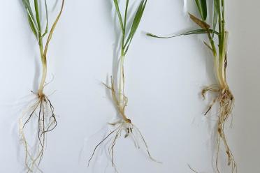 Three wheat roots