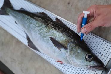 Specimen of Pollack fish being measured and assessed