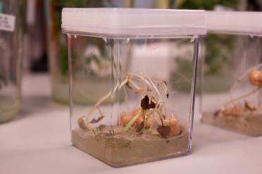Potato plantlets growing in a medium in a glass jar