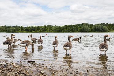 Geese at Whitlingham Broad in Norfolk