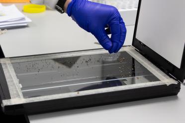 Scientist wearing blue safety gloves sprinkling wildflower seeds onto a flatbed scanner