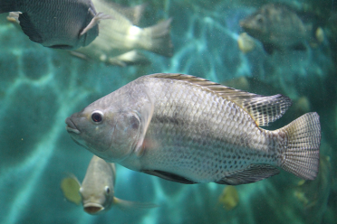 Nile Tilapia