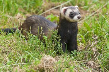 European polecat hero