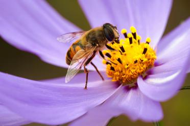 Hoverfly 770x513