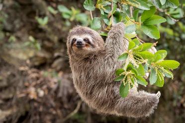 10 things patient sloth