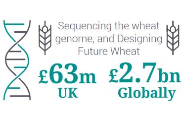 10 years of impact global food security designing future wheat 770