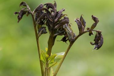 10 years of impact keeping living things healthy ash dieback 770
