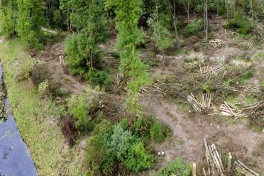 10 years of impact keeping living things healthy ash dieback disease European forest logging 770