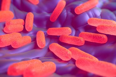 10 years of impact keeping living things healthy salmonella