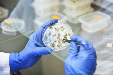 Plant science in petri dish