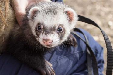 A conservation success domestic ferret