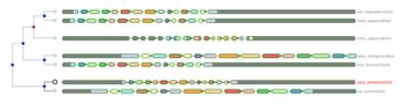 Aequatus gene tree visual 770