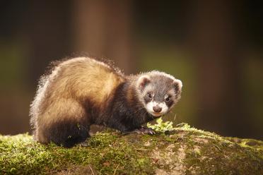 Ferret 1 1800