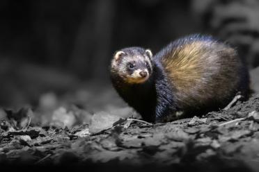 Polecat Quote Image 1800 BW