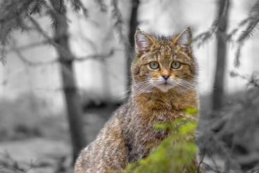 Scottish Wildcat 1800 BW