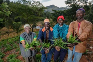 Bracharia CIAT people