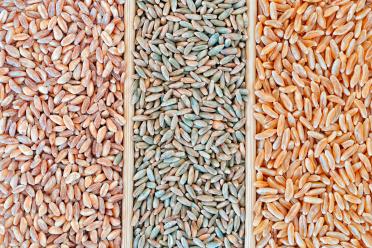 Bread and butter decoding wheat three varieties 1800