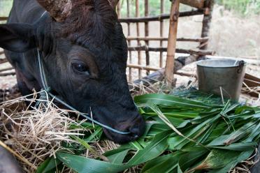 Fodder Crops