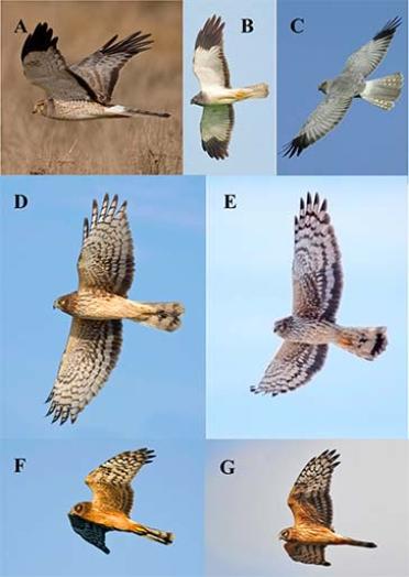 Circus of life tale of two harriers diagram