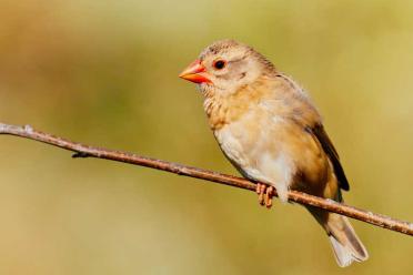 Conservation genomics red billed branch