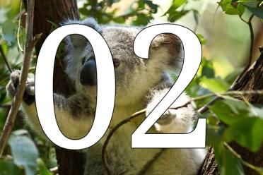 Earlham Institute top ten 2018 2 Koala genome cracked down under 770