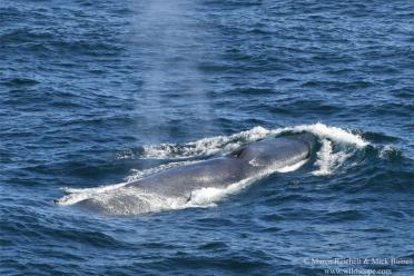 Emma Antarctic Adventure Blue whale 770