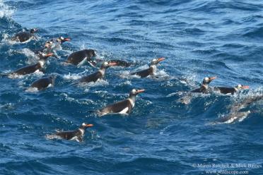 Emma Antarctic Adventure Gentoo penguins swimming 770