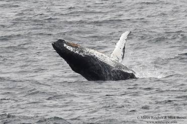 Emma Antarctic Adventure Humpback whale 770