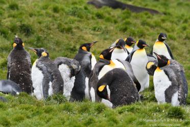Emma Antarctic Adventure King penguins malting 770