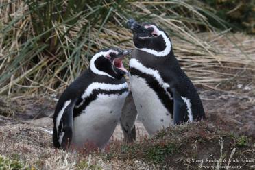 Emma Antarctic Adventure Magellanic Penguins 770