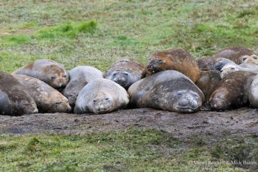 Emma Antarctic Adventure elephant seals South Georgia 770