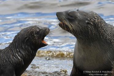 Emma Antarctic Adventure fur seal with pup 770