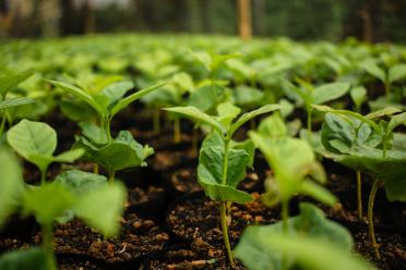 Coffee Plants