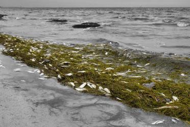 Algae Dead Fish