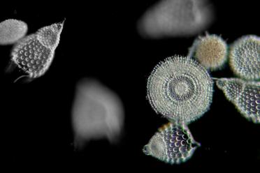 Diatom