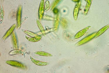 Euglena First Image