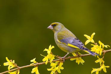 Protist GreenFinch 770x513