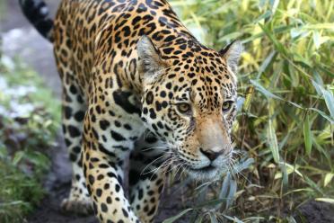 GROW Colombia recovering Andean Spectacled Bear Jaguar 770