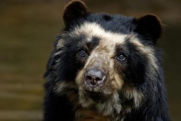 GROW Colombia recovering andean bear hero