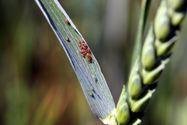 Aphids wheat 770x513