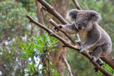 Helping to save the koala hero