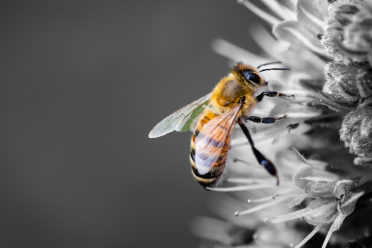 Bee pollinating1800 BW