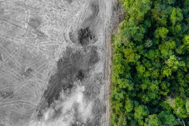 Hidden Biodiversity Deforestation BW