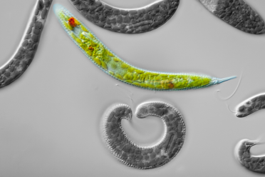 Euglena test 770