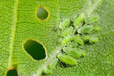 Aphids spit IncRNA plants tastier green peach 770