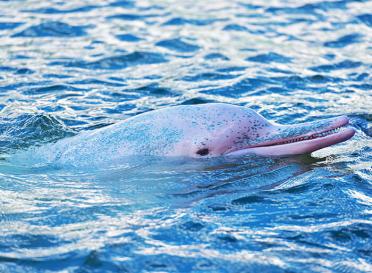 Gallery amazon river dolphin