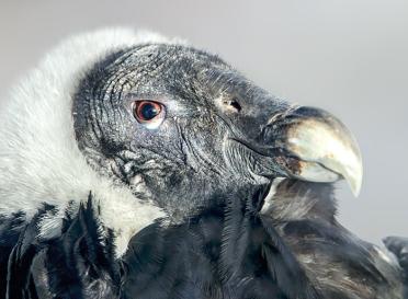 Gallery andean condor