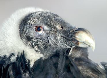Gallery andean condor
