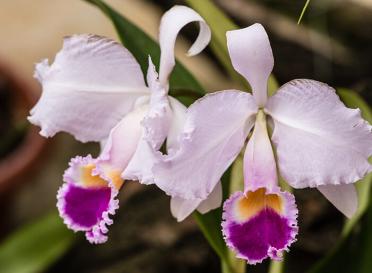 Gallery cattleya trianae christmas orchid